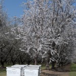 2013-almond-bloom-7
