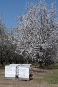 2013-almond-bloom-7