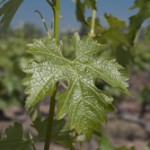 grape leaf-1