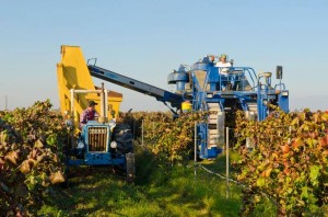 Shown is grower Brett Bonomi harvesting his Alicante grapes near Sanger last year. 
