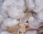 Cotton