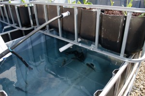 Sanger High Ag 2012 aquaculture experiment