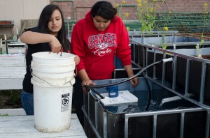 Crystal De La Cruz and Bernice Aguilera put fish in their aquaponics tank.