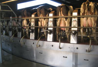 The Lakeside Dairy rotary milking parlor
