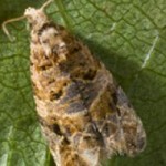 Euro grape moth
