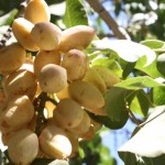 California pistachios