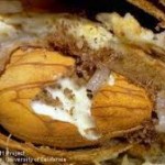 12-11-navel-orangeworm