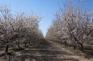Almond bloom