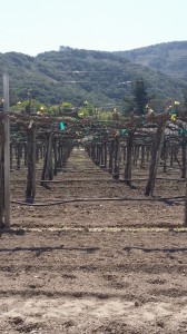 Early Grape Vines