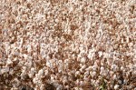 cotton