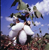 cotton-field