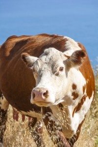 cow