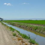 corn field, irrigation canal, California delta west of Stockton