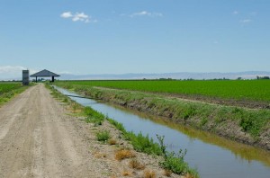 corn field, irrigation canal, California delta west of Stockton