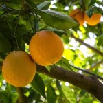 Oranges on branch