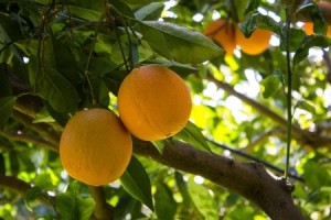 Oranges on branch