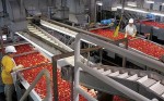 processing-tomatoes
