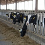 Cows at California Dairy