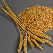 wheat