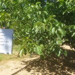 Walnut Field Trial