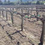 Grapevine - budding 2