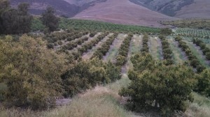 California agriculture update