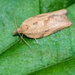 Light Brown Apple Moth