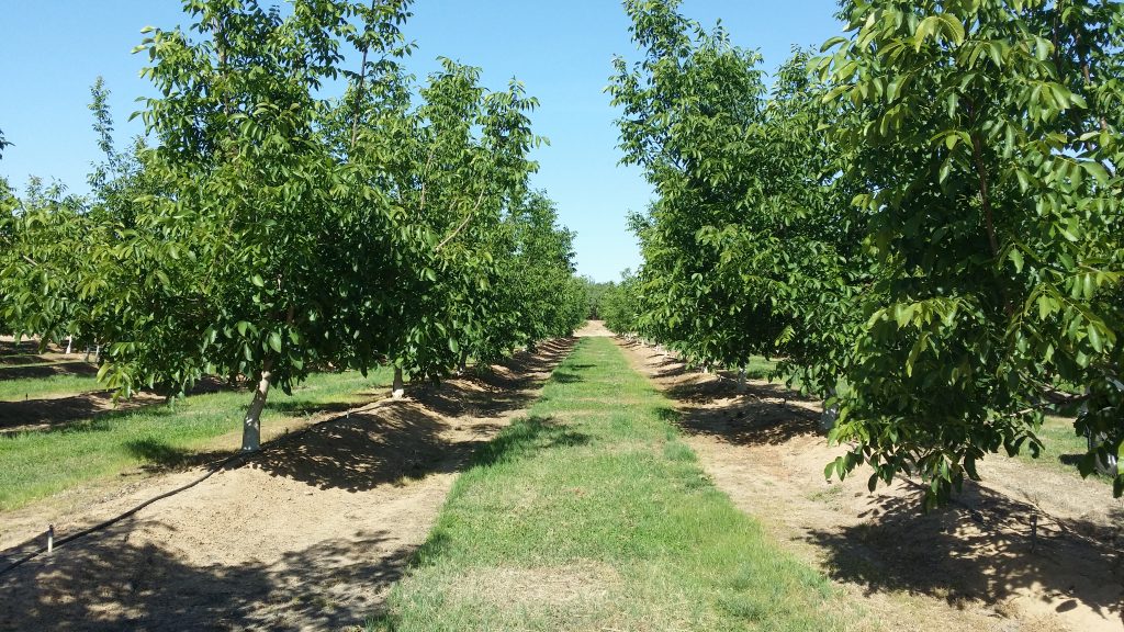 Phytophthora in Walnuts