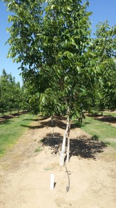 Walnut - Tree