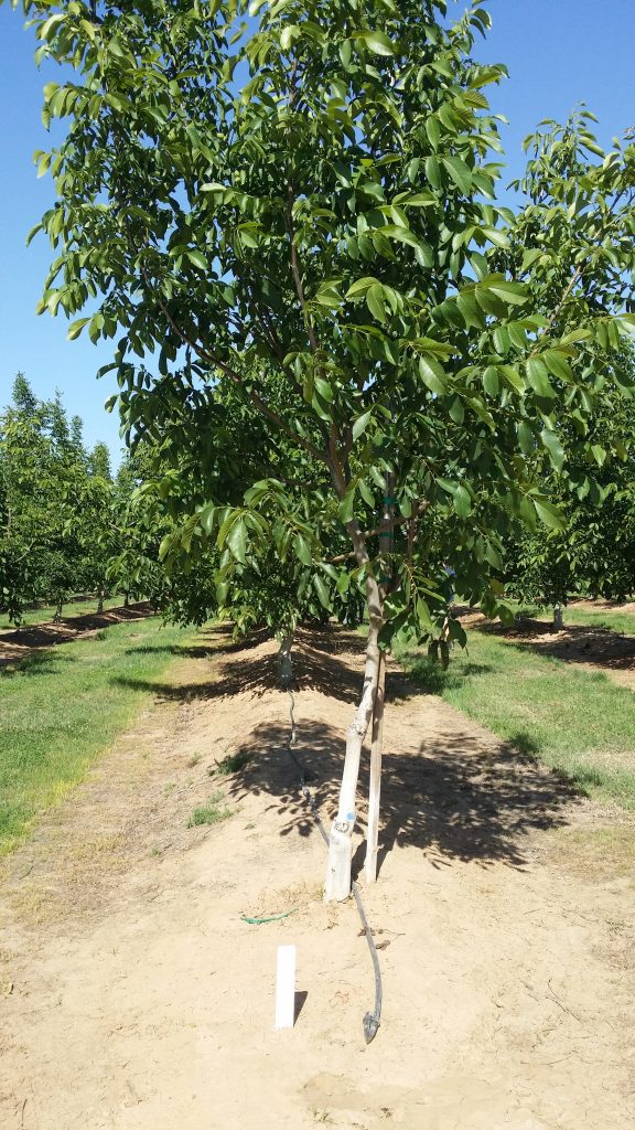 California Walnut Nursery S Report Agnet West California Walnut Nursery S Report Agnet West