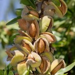 California Almond Hull Split