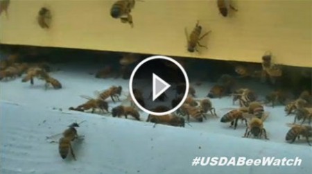 Click to visit the USDA's 24/7 bee watch camera.