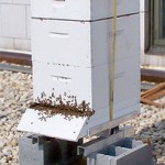 The People’s Garden Apiary is home to two beehives and approximately 40,000 Italian honeybees.