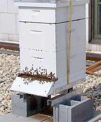The People’s Garden Apiary is home to two beehives and approximately 40,000 Italian honeybees.