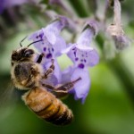 A honeybee from the People’s Garden Apiary visits the perennial Nepeta cataria (Common name: Catnip) in the herb garden of the U.S. Department of Agriculture (USDA) headquarters People’s Garden in Washington, D.C.