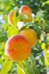 peaches