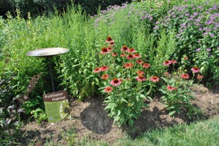 Flowers add beauty and attract pollinators to any garden. Plant a pollinator-friendly garden or window box to show your support for pollinators. Remember to bee patient. It may take time for native plants to grow and for pollinators to find your garden.