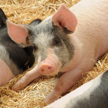 antibiotics in livestock