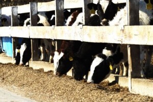 Holstein Cattle Feeder