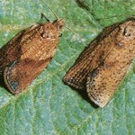 Light Brown Apple Moth-adults2