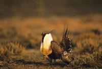 Strutting Male Sage Grouse with Female