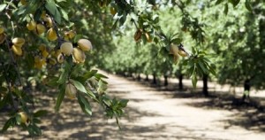 almond grove-california