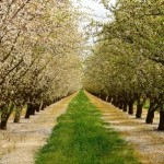 almond grove-central california