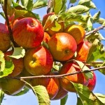 apples on tree