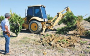 A backhoe removes a 12-year-old Valencia orange tree at a Kern County grove owned by John Gless, left. The 60-acre citrus grove was pulled out because of diminished water availability.  Photo/Cecilia Parsons