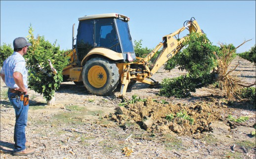 A backhoe removes a 12-year-old Valencia orange tree at a Kern County grove owned by John Gless, left. The 60-acre citrus grove was pulled out because of diminished water availability. Photo/Cecilia Parsons