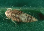 beet leafhopper_nymph