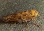 Beet Leafhopper Overwintering Adult
