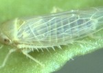 Beet Leafhopper Spring Adult