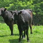 black angus cattle